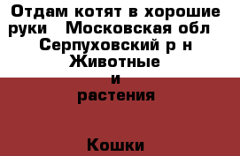 Отдам котят в хорошие руки - Московская обл., Серпуховский р-н Животные и растения » Кошки   . Московская обл.